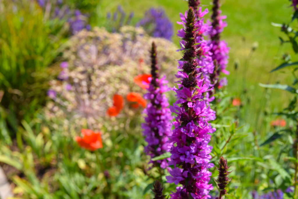 Duurzaamste tuin van Nederland