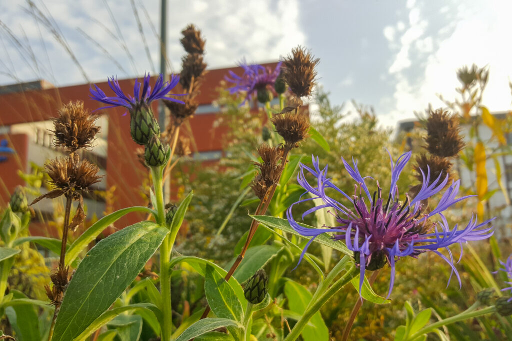 Een warm welkom door groen bij Nij Smellinghe