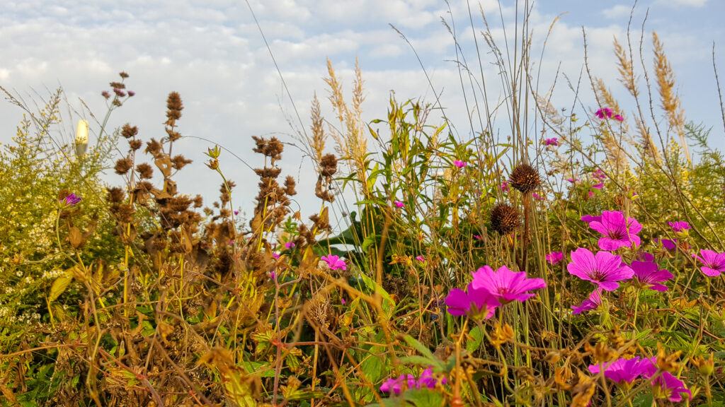 Een warm welkom door groen bij Nij Smellinghe