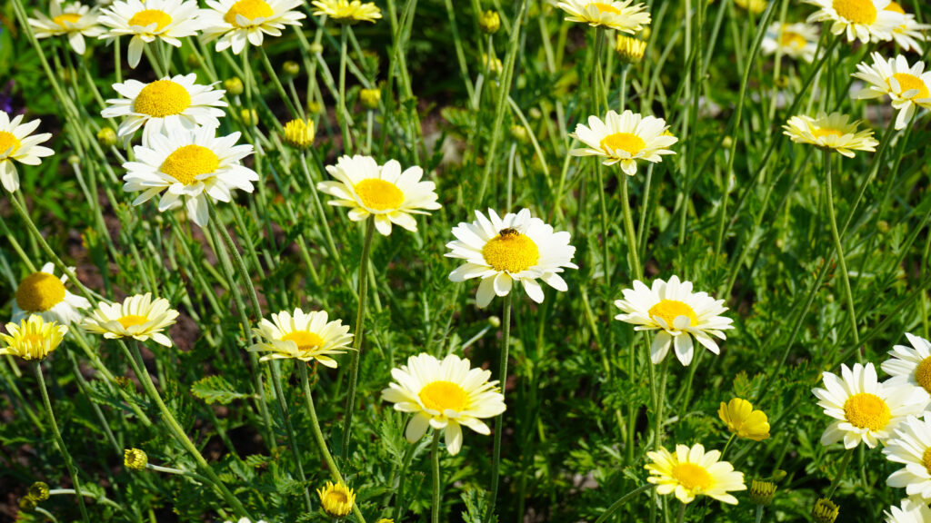 Moderne tuin Workum