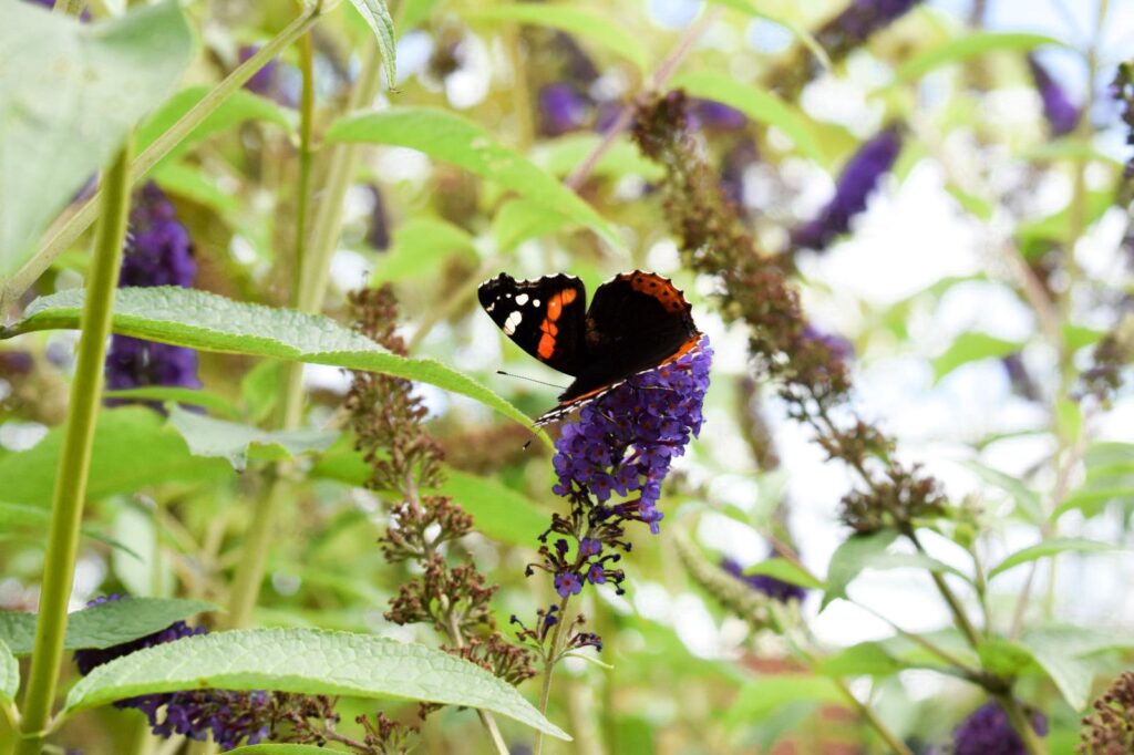 Biodiversiteit vlinder