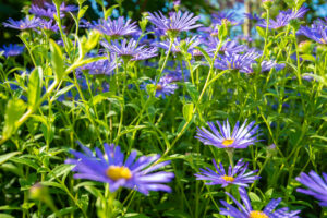 boerderijtuin gees