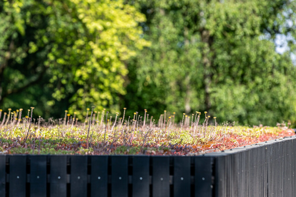 Planten groendak