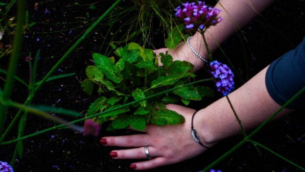 Beplanting in grond planten