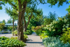 levendige tuin voorbeeld snoek puur groen