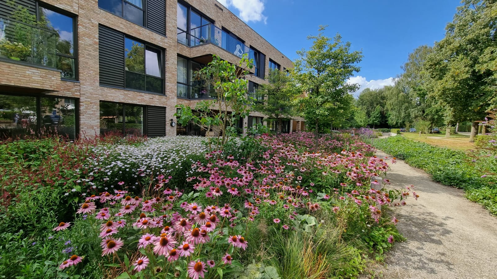 http://Border%20met%20roze%20zonnehoed%20en%20witte%20asters%20langs%20een%20grindpad%20naast%20een%20appartementengebouw,%20met%20een%20gazon%20rechts.