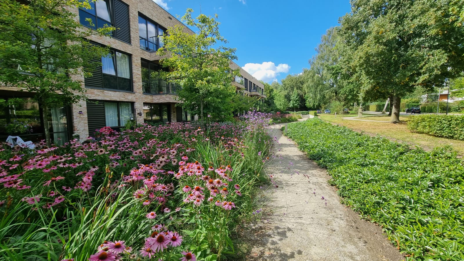 http://Buitenruimte%20van%20Westerholm%20in%20Haren%20met%20roze%20bloemen,%20veel%20groen%20en%20hier%20een%20pad%20doorheen.